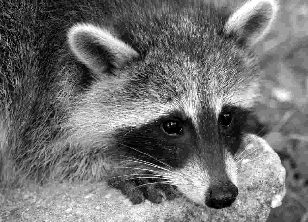 Sad Raccoon